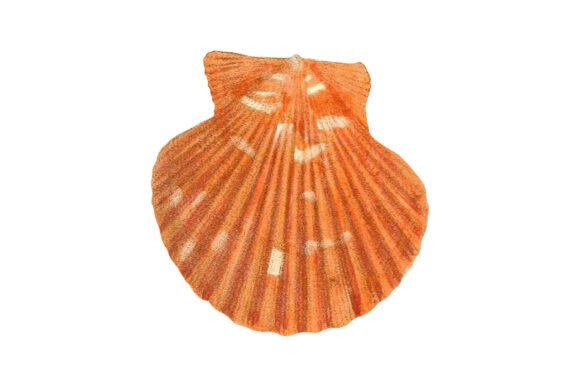 Orange Scallop Shell Vintage Clipart: A Designer's Coastal Toolkit
