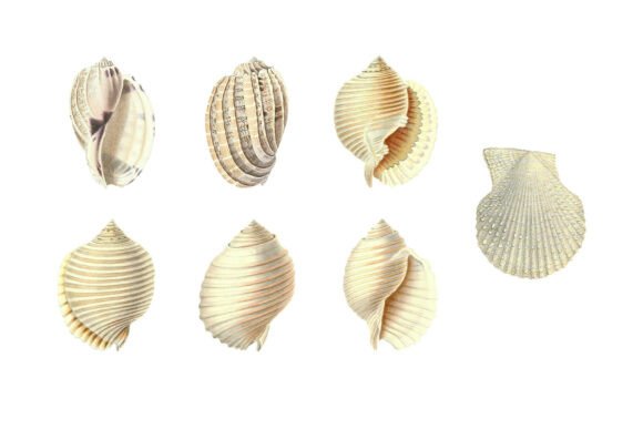 White Shells Vintage Clipart Pack: Coastal Elegance for Your Designs